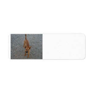 Carolina hond full.png etiket