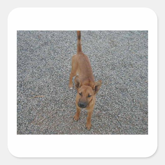 Carolina hond full.png vierkante sticker (Voorkant)