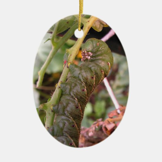 Carolina Hornworm ~ sierent Keramisch Ornament (Voorkant)