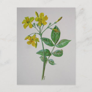 Carolina Jasmine Botanical Art Briefkaart