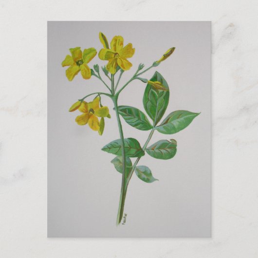 Carolina Jasmine Botanical Art Briefkaart (Voorkant)