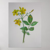 Carolina Jasmine Botanical Art Poster (Voorkant)