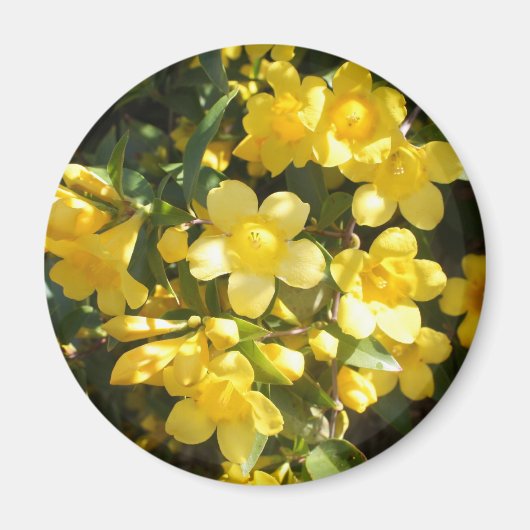 Carolina Jasmine Magnet (Voorkant)