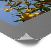 Carolina Jasmine Poster (Hoek)
