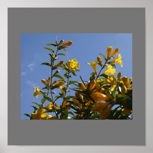 Carolina Jasmine Poster (Voorkant)