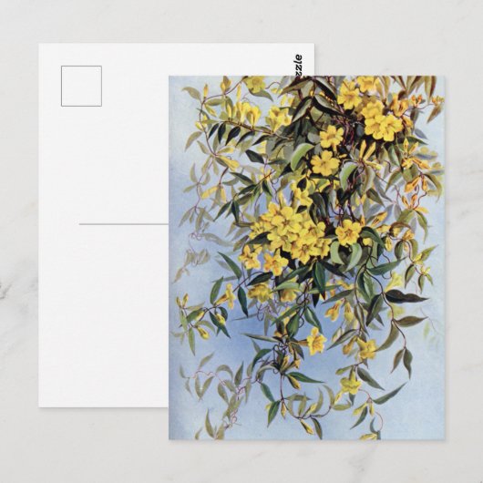  Carolina Jessamine Yellow Flowers Floral Briefkaart (Voorkant / Achterkant)
