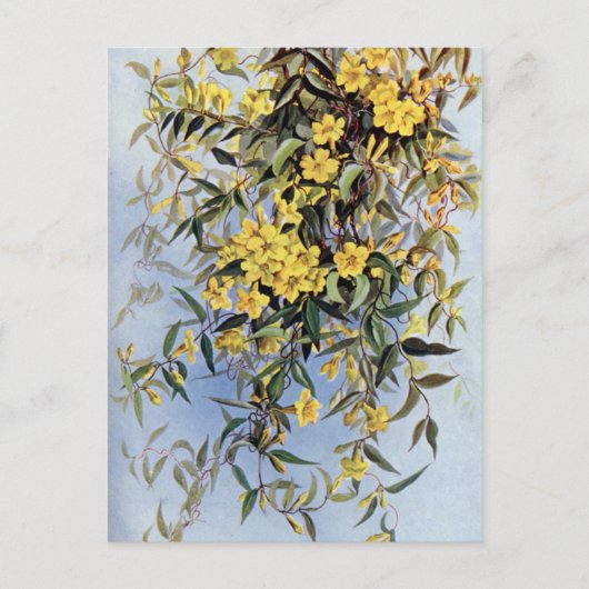  Carolina Jessamine Yellow Flowers Floral Briefkaart (Voorkant)