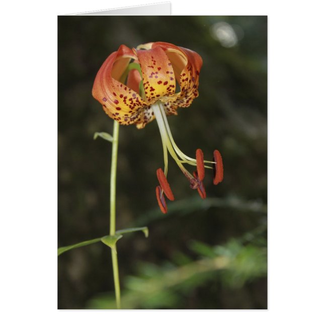 Carolina Lily (Voorkant)