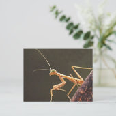 Carolina Mantis Briefkaart (Staand voorkant)