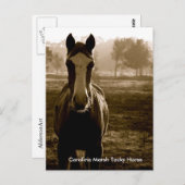 Carolina Marsh Tacky Horse Briefkaart (Voorkant / Achterkant)