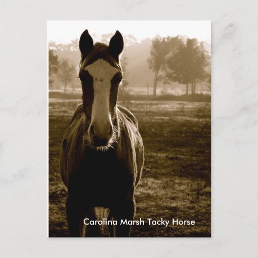 Carolina Marsh Tacky Horse Briefkaart (Voorkant)