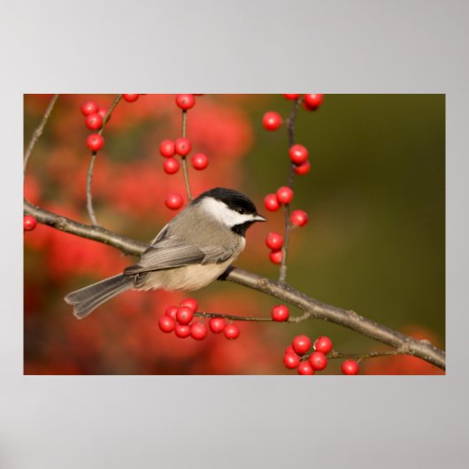 Carolina Mees op gewone winterbesstruik Poster (Voorkant)