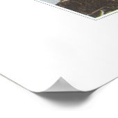 Carolina of Wide-Leaved Spring Beauty Poster (Hoek)