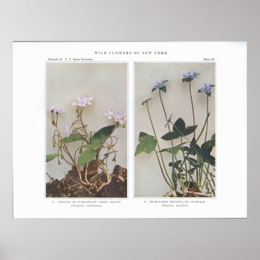 Carolina of Wide-Leaved Spring Beauty Poster (Voorkant)
