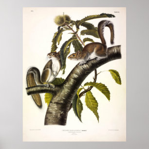 Carolina (oostelijk deel) Gray Squirrel door Audub Poster