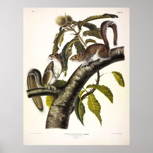 Carolina (oostelijk deel) Gray Squirrel door Audub Poster (Voorkant)