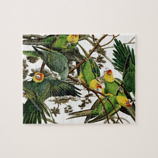 Carolina Parakeet Legpuzzel (Horizontaal)