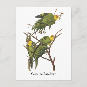 Carolina Paraket, John Audubon Briefkaart
