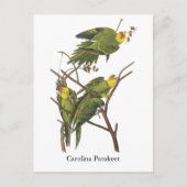 Carolina Paraket, John Audubon Briefkaart (Voorkant)