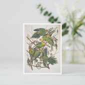 Carolina Paraket, uit 'Birds of America', 1829 Briefkaart (Staand voorkant)