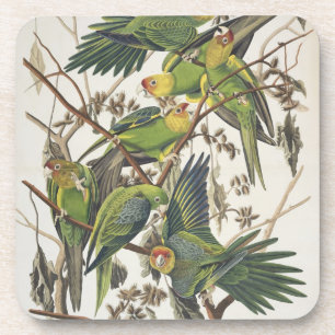 Carolina Paraket, uit 'Birds of America', 1829 Drankjes Onderzetter