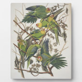 Carolina Paraket, uit 'Birds of America', 1829 Fotoplaat (Voorkant)