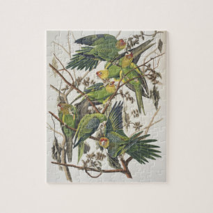 Carolina Paraket, uit 'Birds of America', 1829 Legpuzzel