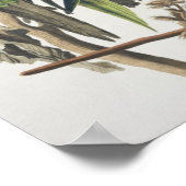 Carolina Paraket, uit 'Birds of America', 1829 Poster (Hoek)