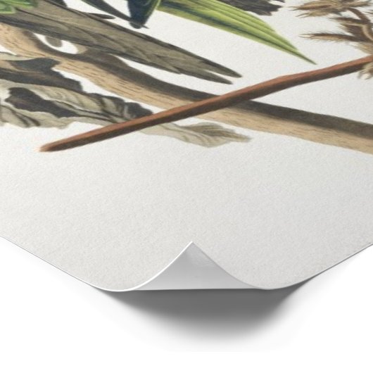 Carolina Paraket, uit 'Birds of America', 1829 Poster (Hoek)