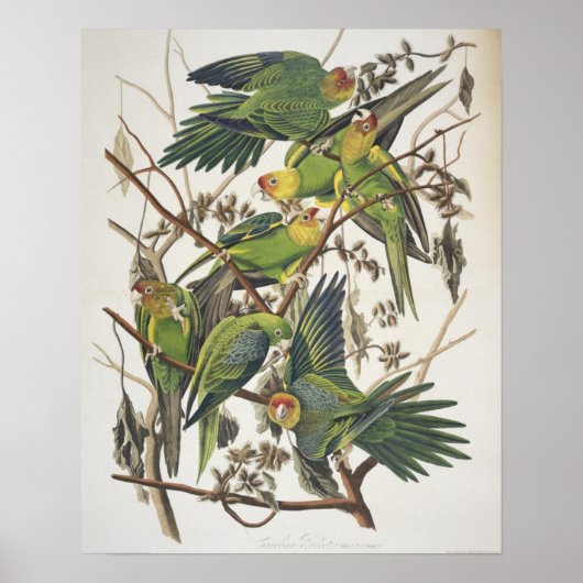 Carolina Paraket, uit 'Birds of America', 1829 Poster (Voorkant)