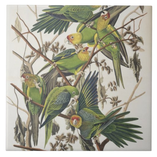 Carolina Paraket, uit 'Birds of America', 1829 Tegeltje (Voorkant)