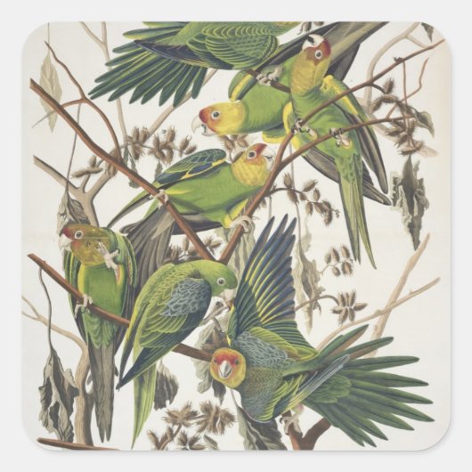 Carolina Paraket, uit 'Birds of America', 1829 Vierkante Sticker (Voorkant)