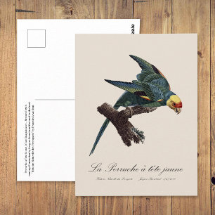 Carolina-parkiet, Conuropsis carolinensis Briefkaart
