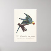 Carolina-parkiet, Conuropsis carolinensis Canvas Afdruk (Voorkant)