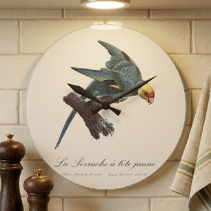 Carolina-parkiet, Conuropsis carolinensis Grote Klok