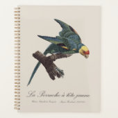 Carolina-parkiet, Conuropsis carolinensis Planner (Voorkant)
