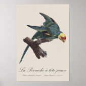 Carolina-parkiet, Conuropsis carolinensis Poster (Voorkant)