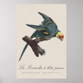 Carolina-parkiet, Conuropsis carolinensis Poster (Voorkant)