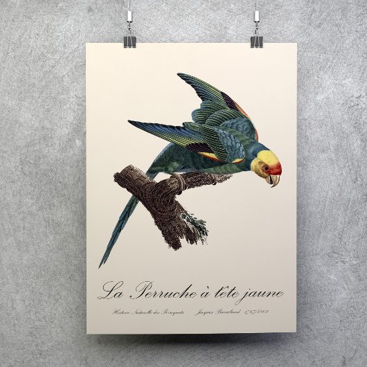 Carolina-parkiet, Conuropsis carolinensis Poster