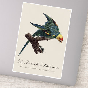 Carolina-parkiet, Conuropsis carolinensis Sticker