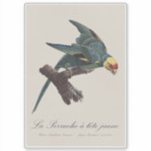 Carolina-parkiet, Conuropsis carolinensis Sticker (Voorkant)