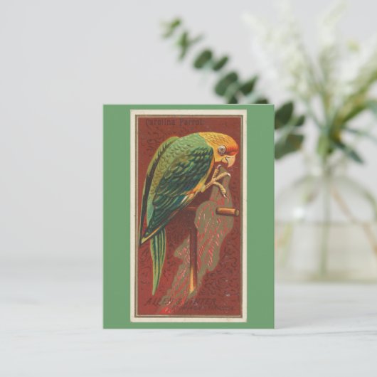 Carolina Parrot Briefkaart (Staand voorkant)