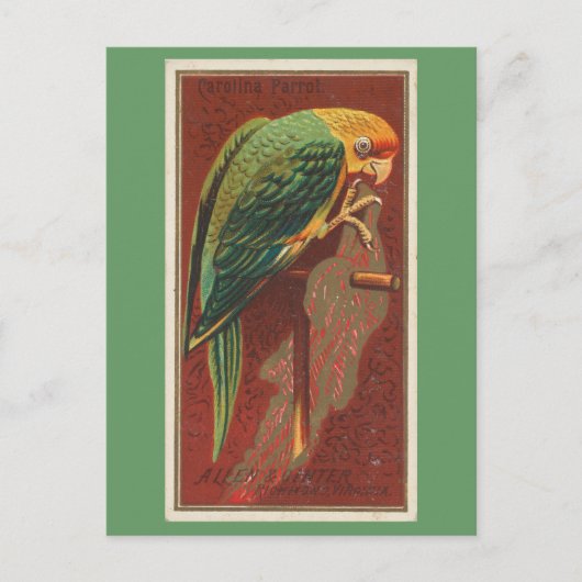 Carolina Parrot Briefkaart (Voorkant)