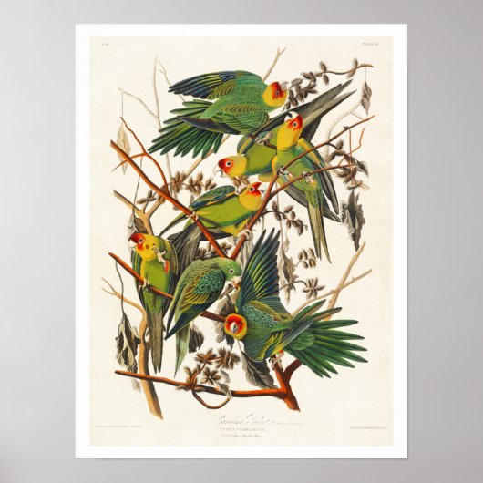 Carolina Parrot door het Poster Audubon (Voorkant)
