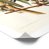 Carolina Parrot door het Poster Audubon (Hoek)