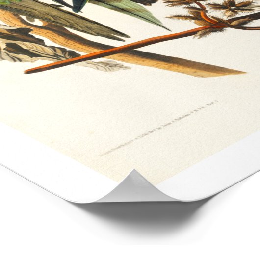 Carolina Parrot door het Poster Audubon (Hoek)