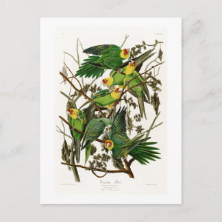 Carolina Parrot John Audubon Birds of Ameria Briefkaart