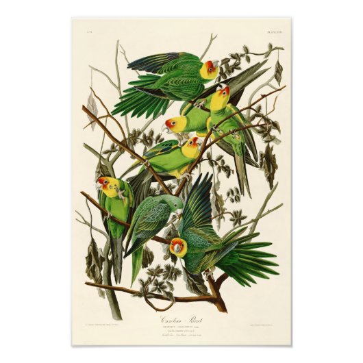 Carolina Parrot John Audubon Birds of Ameria Foto Afdruk (Voorkant)