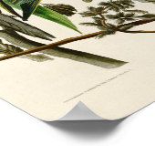 Carolina Parrot John Audubon Birds of Ameria Poster (Hoek)