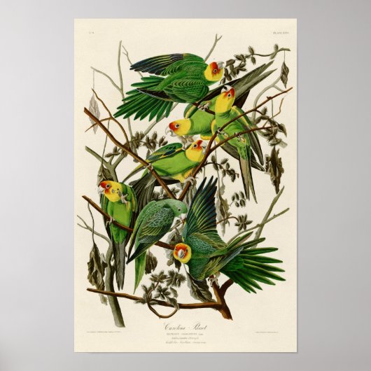 Carolina Parrot John Audubon Birds of Ameria Poster (Voorkant)